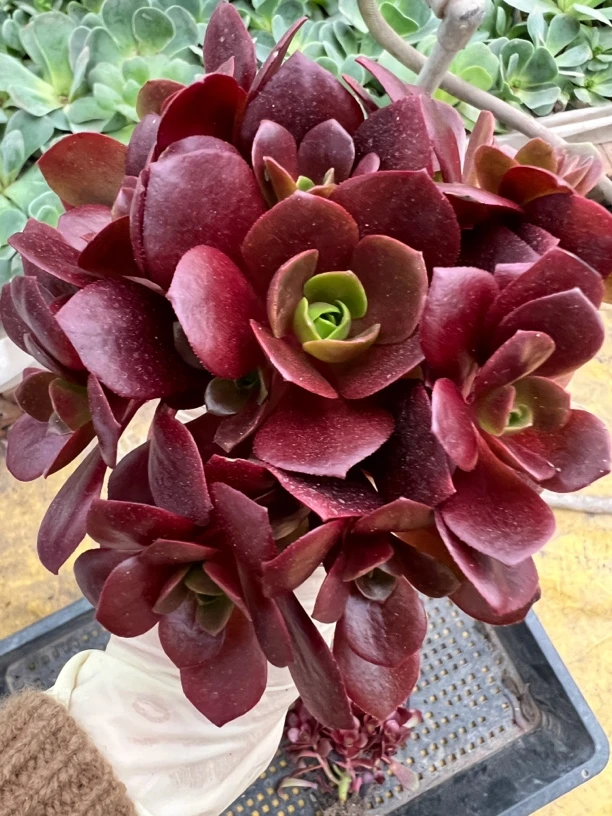 山地玫瑰法师杂交新品，色界6-8个头，7到10cm