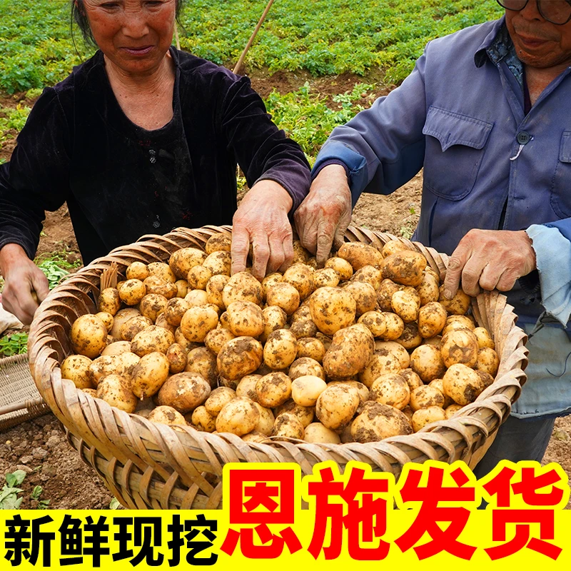 【恩施富硒小土豆】黄皮黄心土豆批发新鲜蔬菜洋芋现挖马铃薯整箱