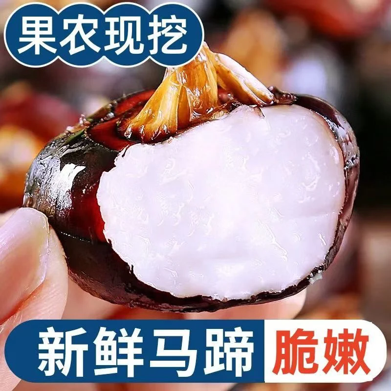 广东乐昌北乡马蹄荸荠新鲜大果当季现挖脆甜无渣水果蔬菜北乡马蹄