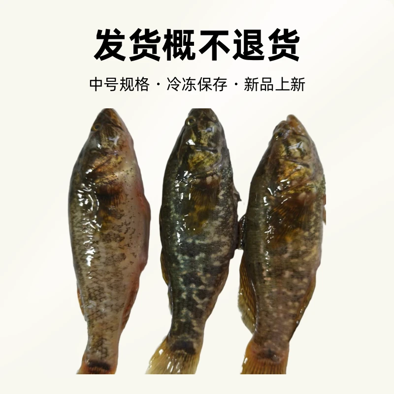 东北冷水老头鱼，发货概不退货