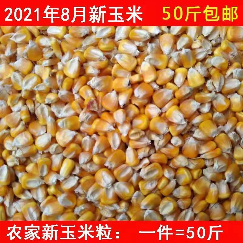 2023年苞米干玉米粒打窝钓鱼小麦粒籽鸽子鸡鸭鸟饲料兔子50斤装