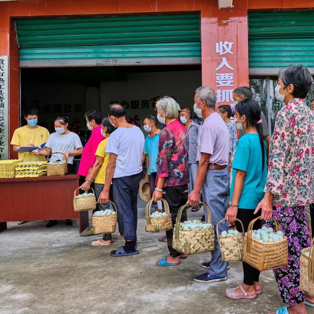 【助农农村土鸡蛋】普顺长柏农村生态散养土鸡蛋【高品质】