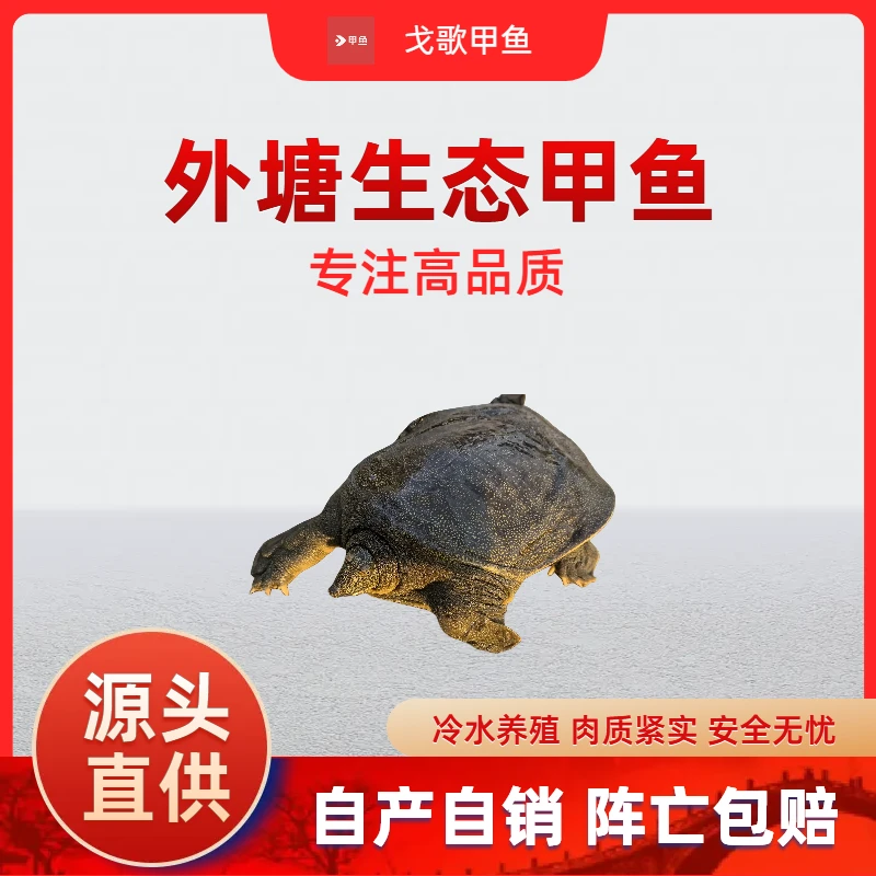 【母鳖】生态外塘青黄公鳖鲜活大甲鱼水鱼团鱼中华老鳖王八水产食用