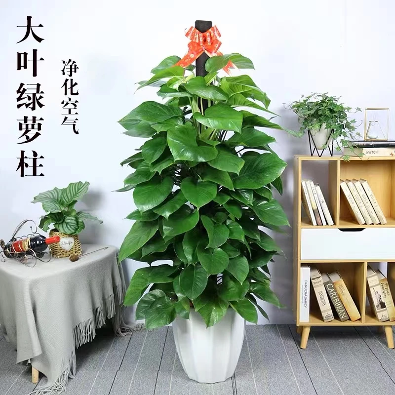 大型绿萝柱1.4-1.5米盆栽大型办公室内树桩客厅绿植物吸除甲醛