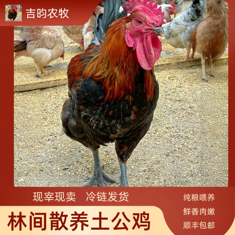 林地一年以上纯粮食散养大公鸡净重保4斤到4斤半