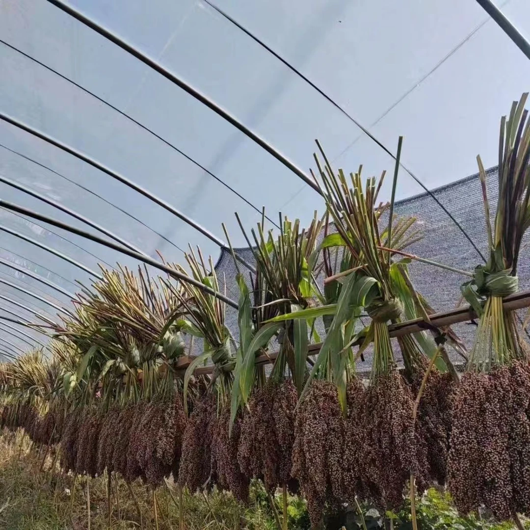 甜杆 甜棒芦粟甜高粱 穗头