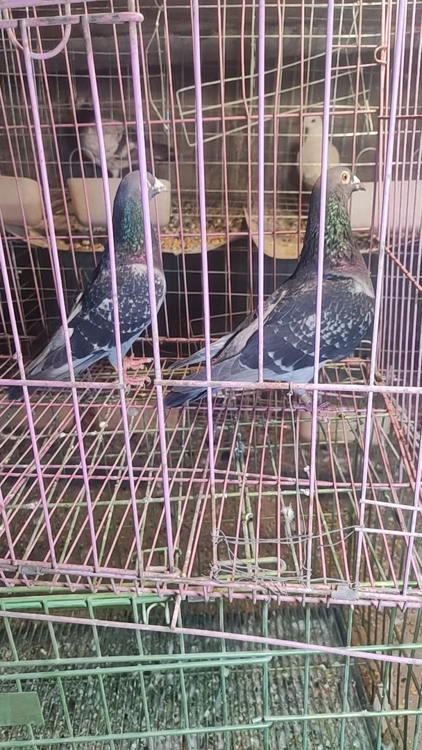 鸽子信鸽老鸽子肉