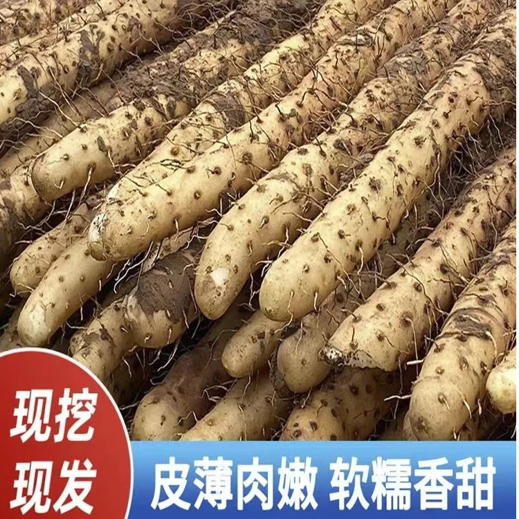 新鲜铁棍山药小白嘴山药淮山药产地新鲜带土发货5斤