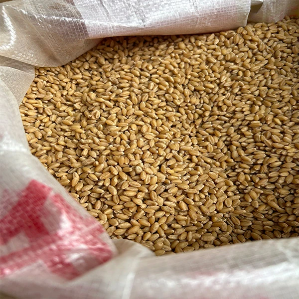 贵州特产农产品小麦