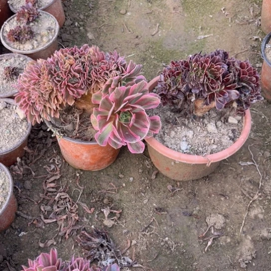 缀化一组包邮福利1