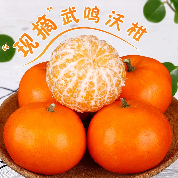 头茬现摘广西武鸣沃柑 正宗老树爆甜皮薄酸甜多汁 坏果包赔