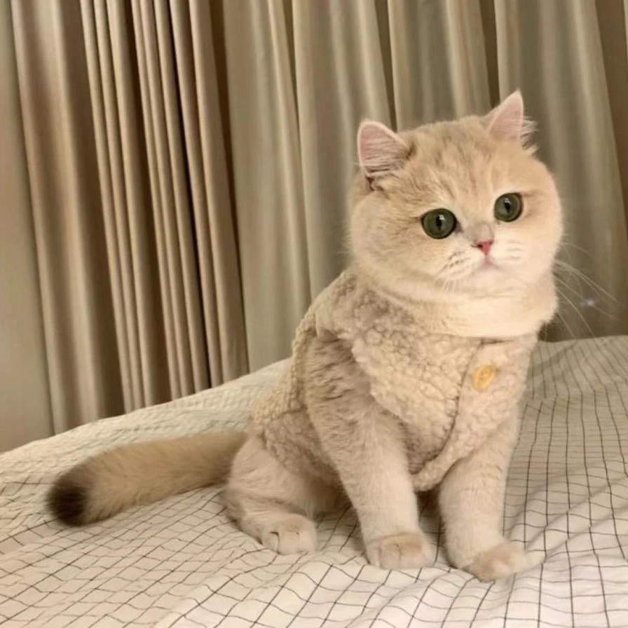 猫咪狗狗秋冬款泰迪宠物衣服可爱ins衣服保暖羊羔毛马甲背心柔软