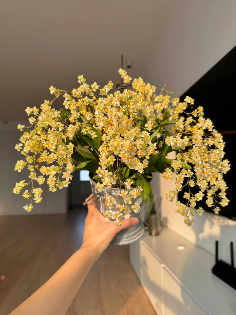 香槟色梦香兰 盆栽 带香味花苞多家庭盆栽