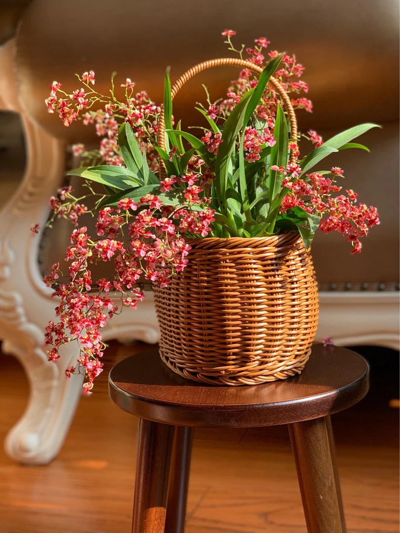 红色梦香兰 盆栽 带香味花苞多家庭盆栽