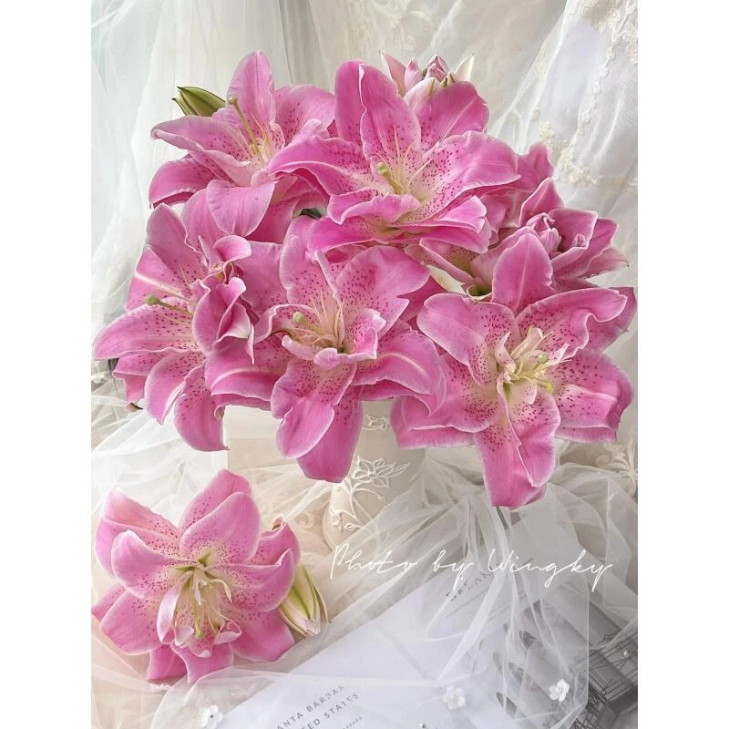 粉拉菲重瓣香水百合（一单冷链两单空运）