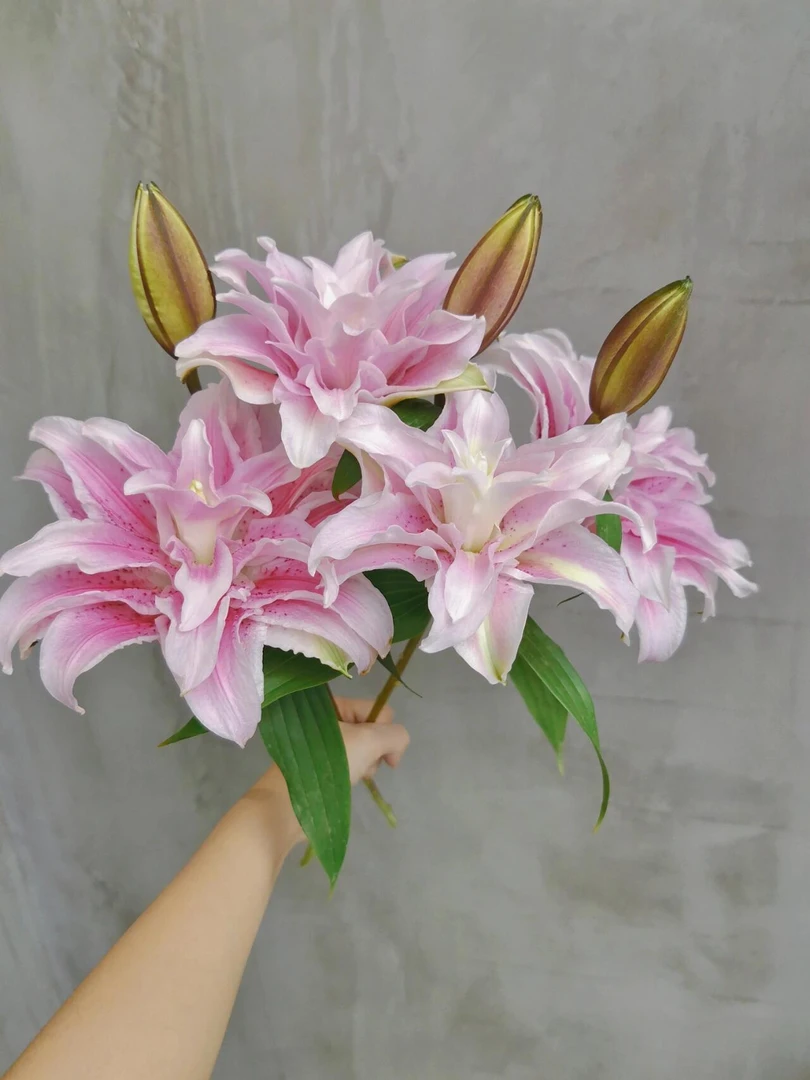 玲珑伊莎贝拉重瓣香水百合（一单冷链 两单空运