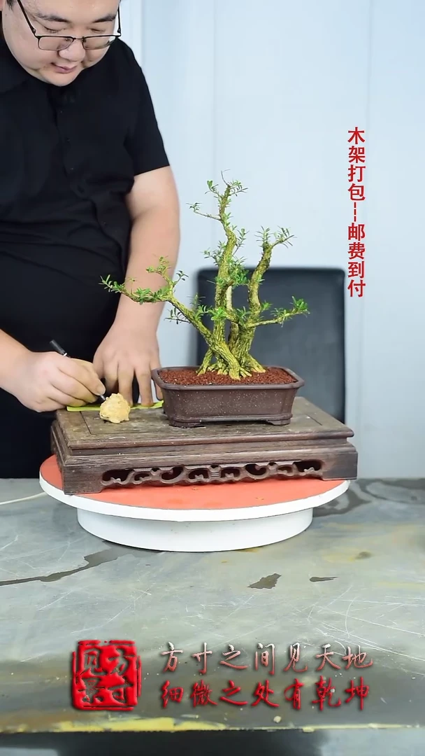 【闪购商品】红陶300CM及以上001