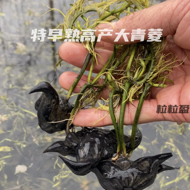 老菱角种子高产早熟大青菱种苗菱角苗青菱角红菱角种子水生蔬菜