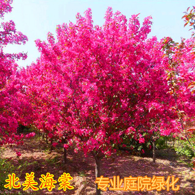 海棠树苗西府垂丝北美海棠花树苗庭院地栽工程绿化高杆海棠大树苗