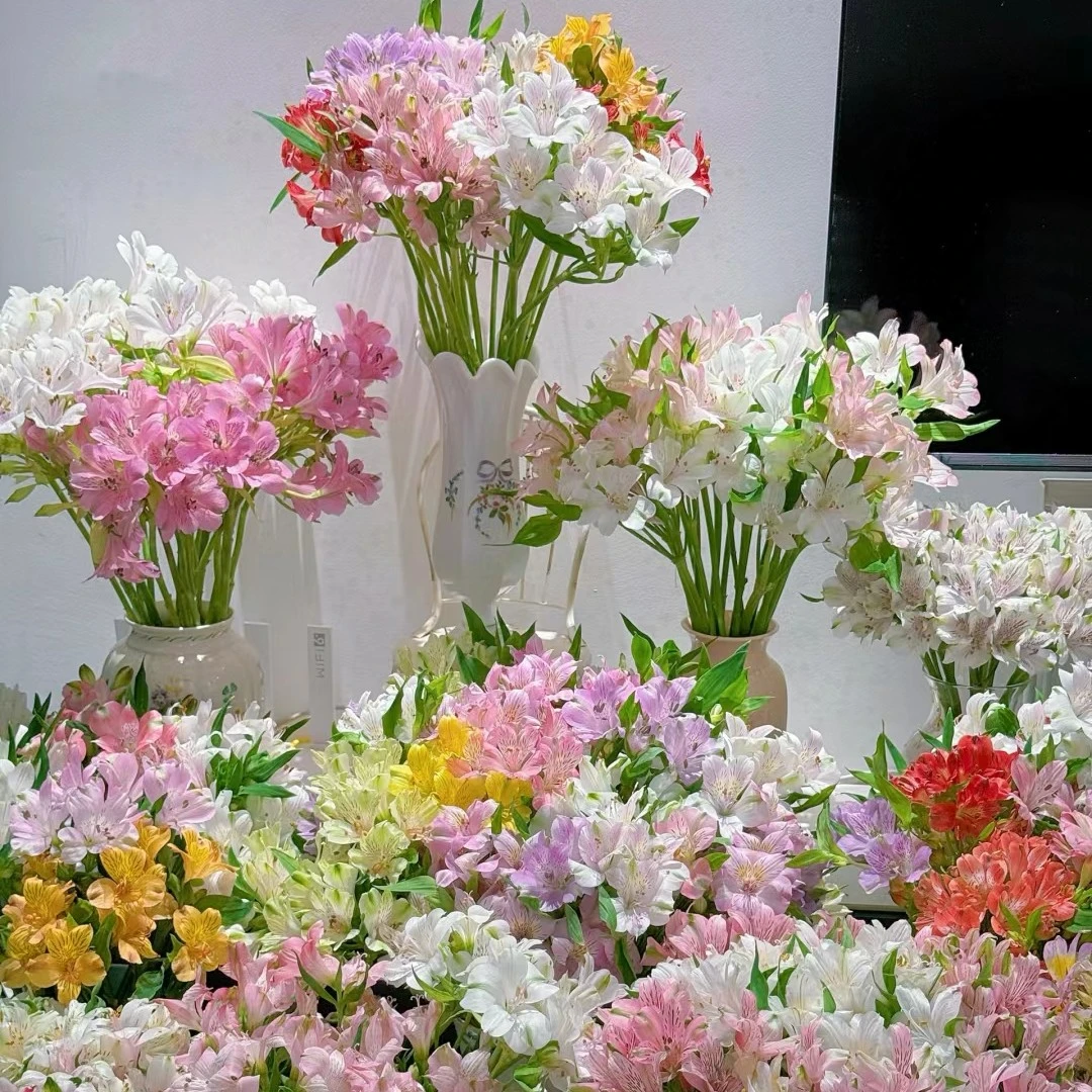 【云朵 系列】六初花 水仙百合 鲜切花 心水花材 云南斗南发货 包邮