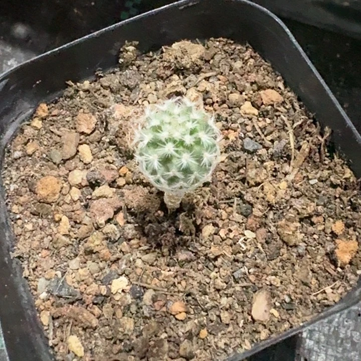 赤花美针玉仙人球实生