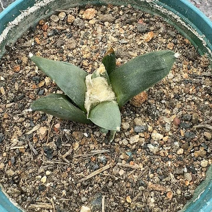 牡丹实生仙人球一物一拍