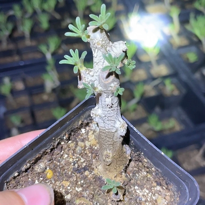 b夜叉姬万物想仙人球