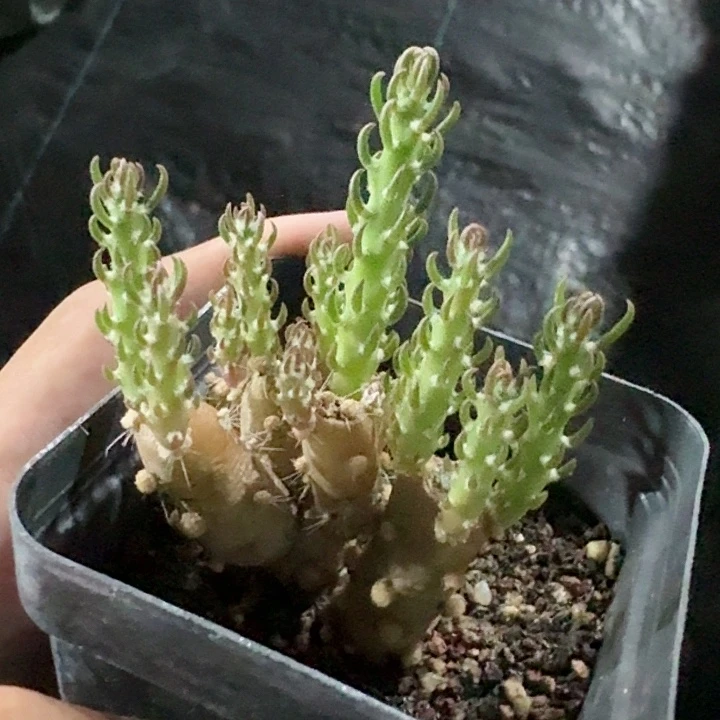 登龙团扇仙人球一物一拍