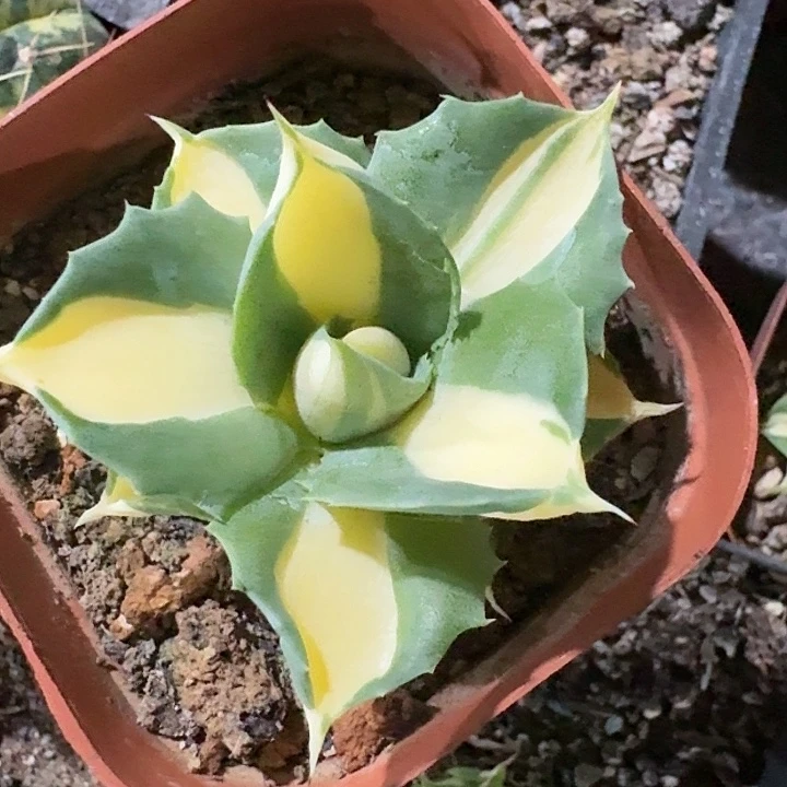 五**毛王妃雷神黄中班龙舌兰专拍