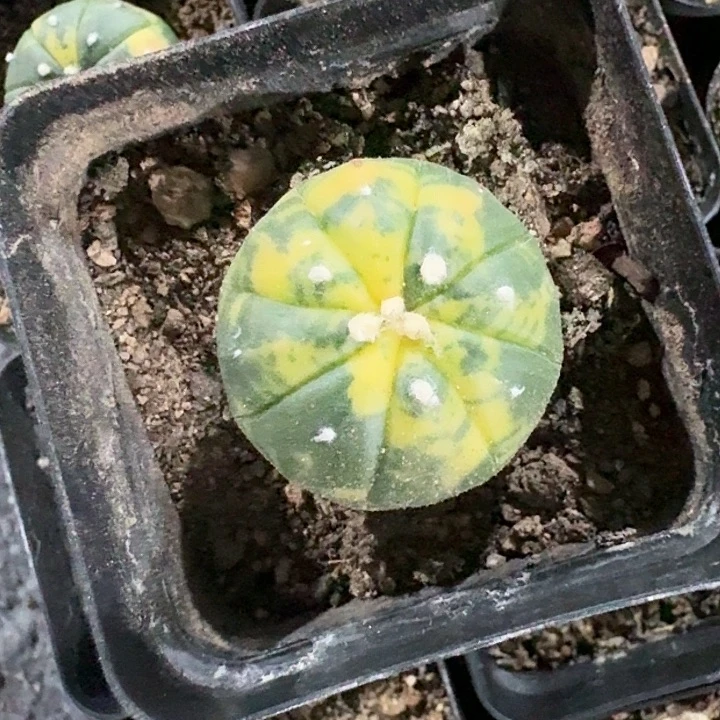 兜锦实生仙人球一物一拍