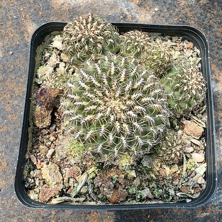 宝山仙人球萝卜根