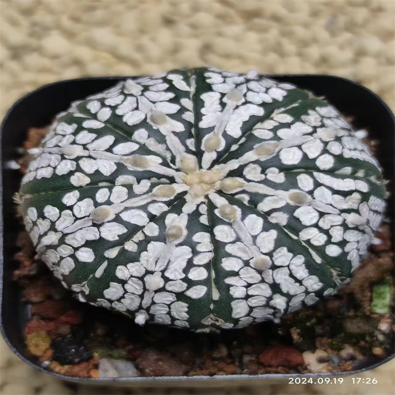 661球球园 超兜 星球属 实生仙人球多肉植物一物一拍