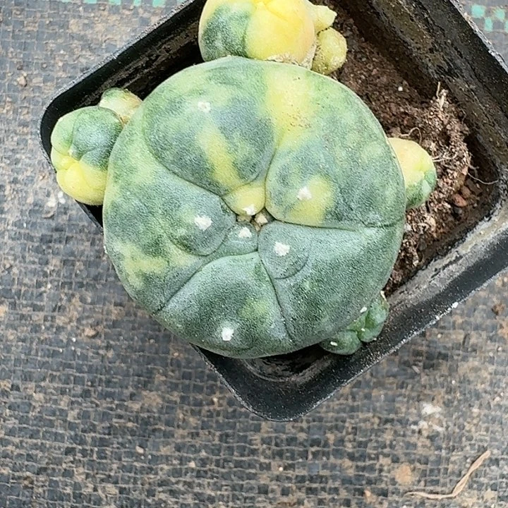 小鱼锦群生仙人球自根