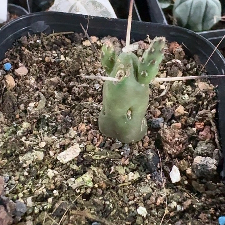 印加兵帽团扇群生