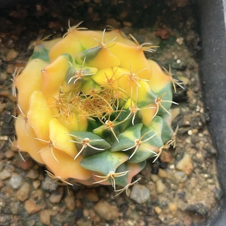 b1885帝冠锦有瑕疵