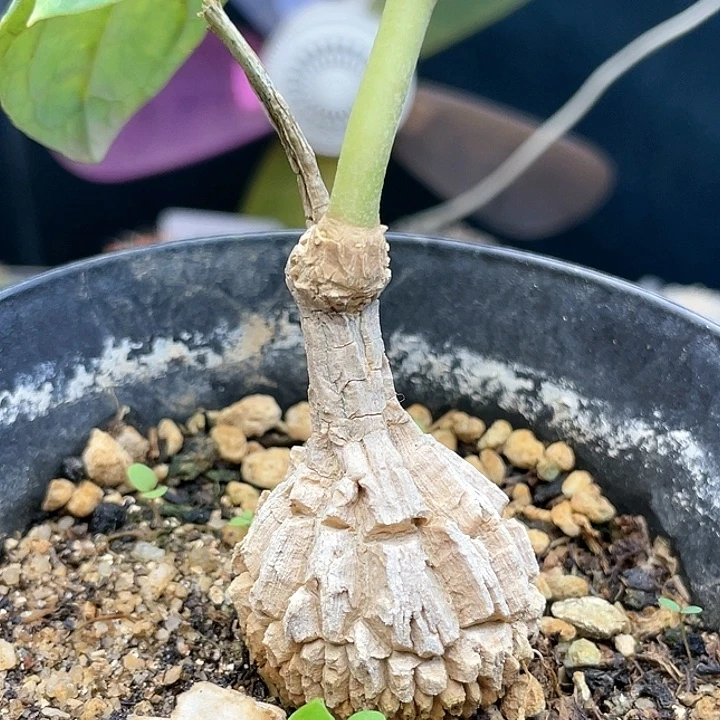 g869实生龟甲罗摩