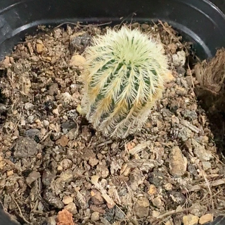 黄金士童仙人球实生
