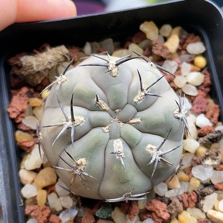 g876实生雅丽莎仙人球