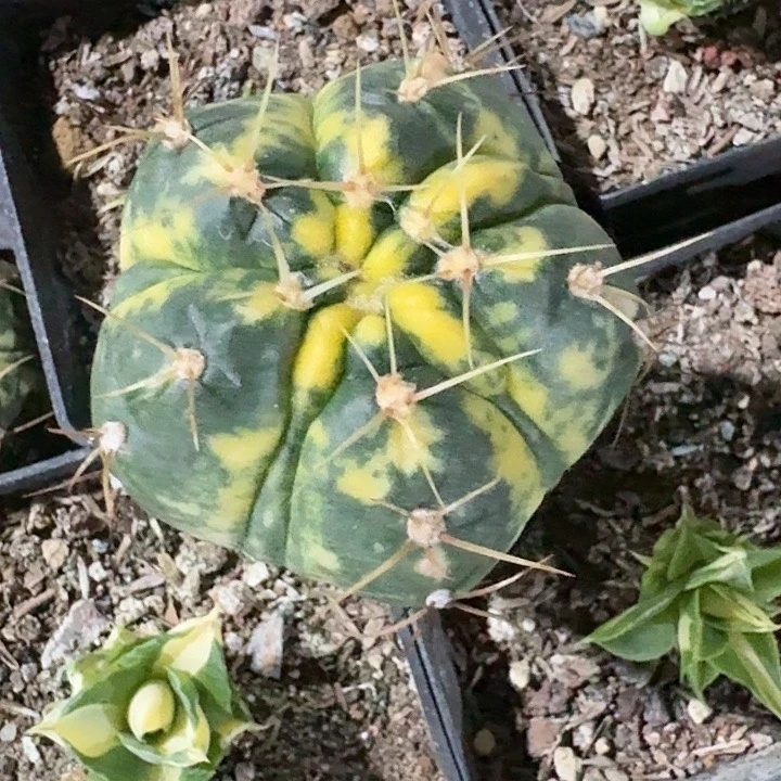 圣王丸锦仙人球自根
