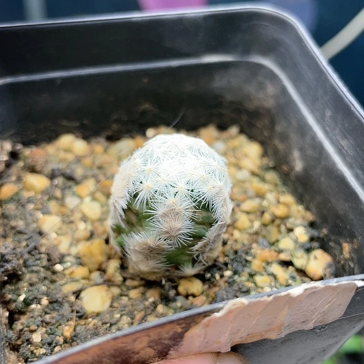 h758文字白鸟仙人球