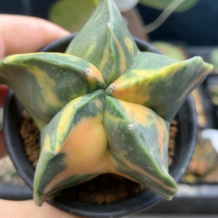 h309实生鸾凤玉锦