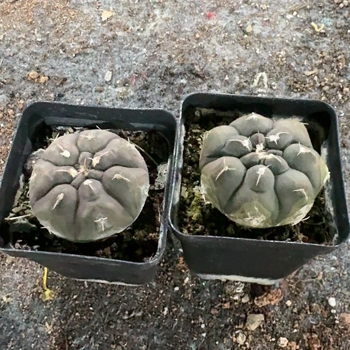 铅皮裸鄂两颗实生一起