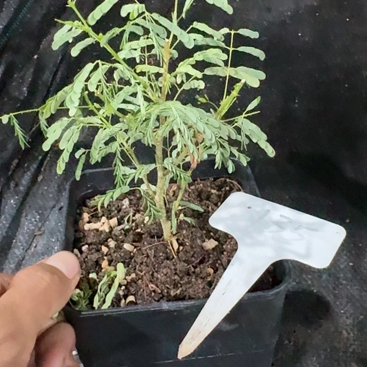黑猴刺树块根实生