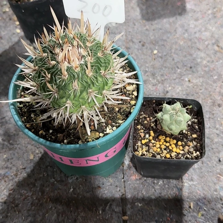 寸两颗一起专拍一起