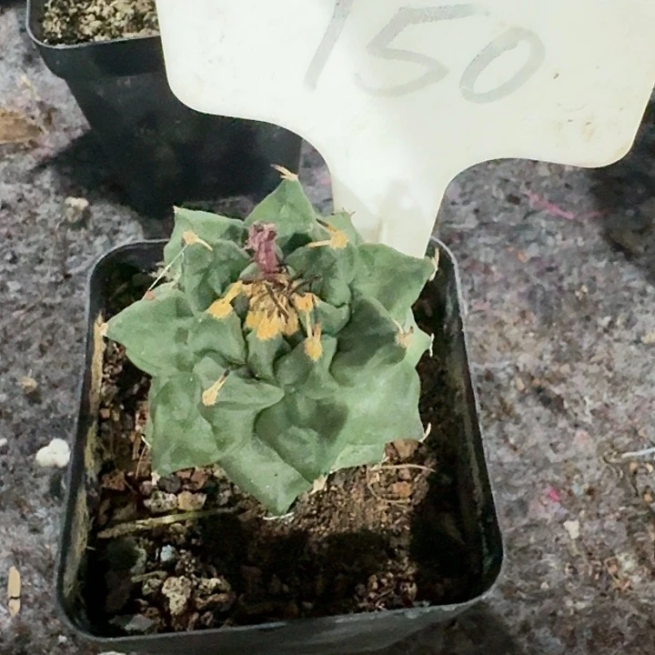 阿****9赤花娇丽实生仙人球