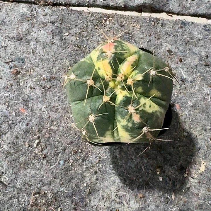 圣王丸锦自根仙人球