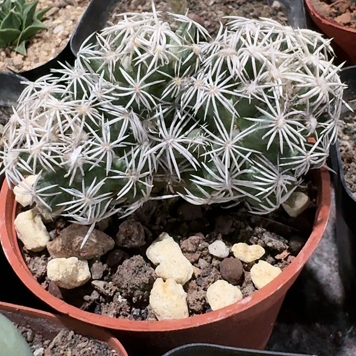 孤月丸仙人球自根