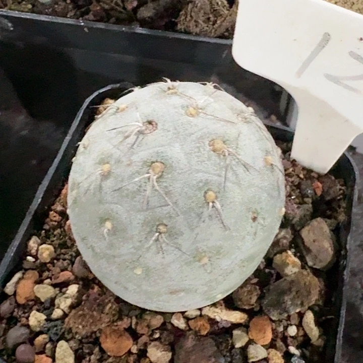 习志野自根仙人球