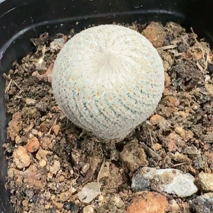 月世界仙人球实生