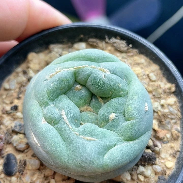 f30海鲜毛缀仙人球